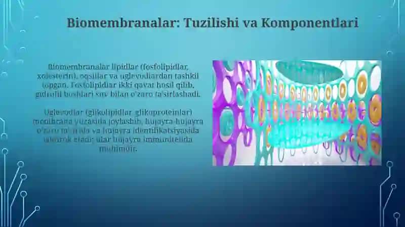 Biomembranalar: Tuzilishi va Komponentlari 3