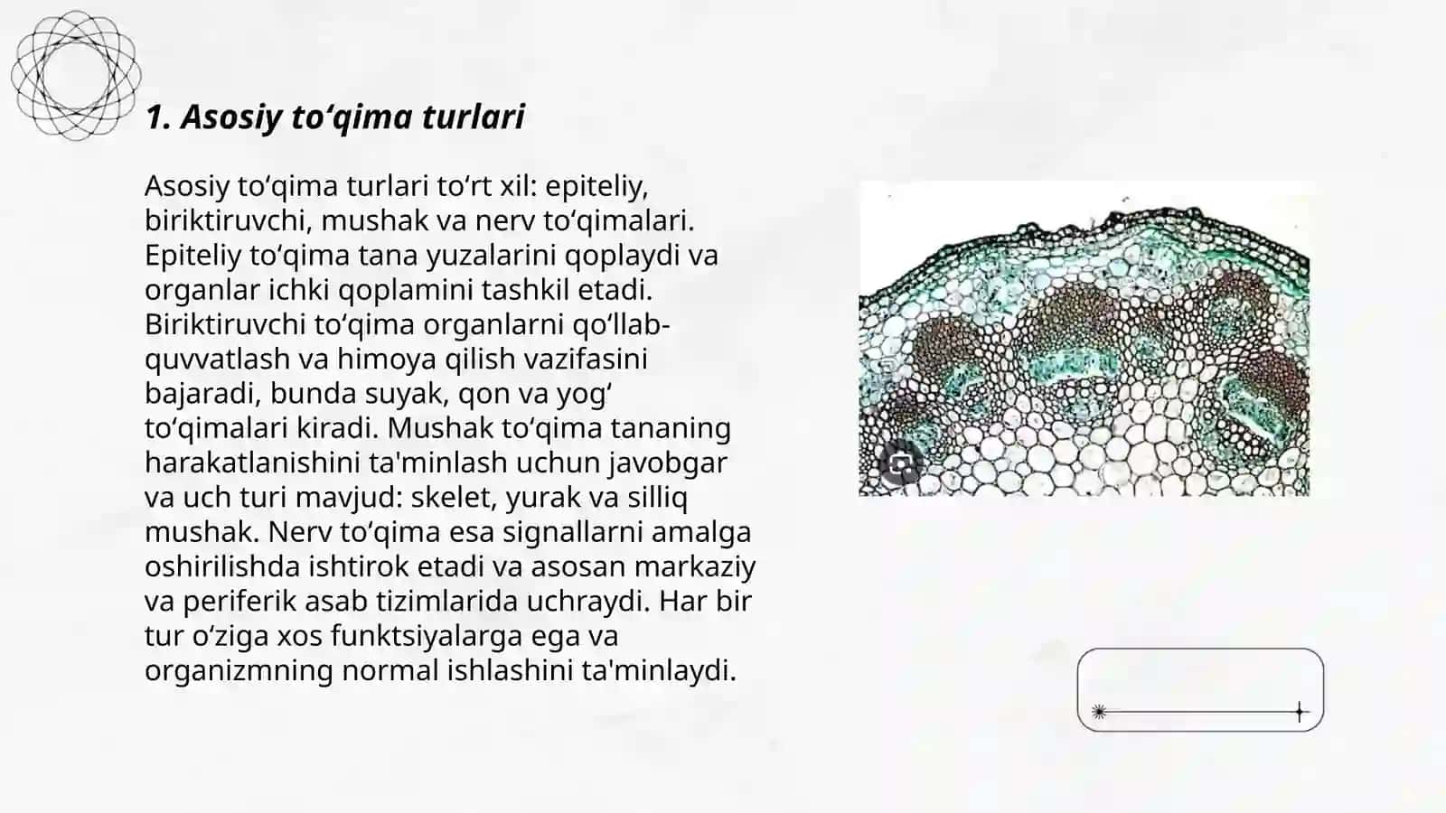 Asosiy toʻqima turlari 3