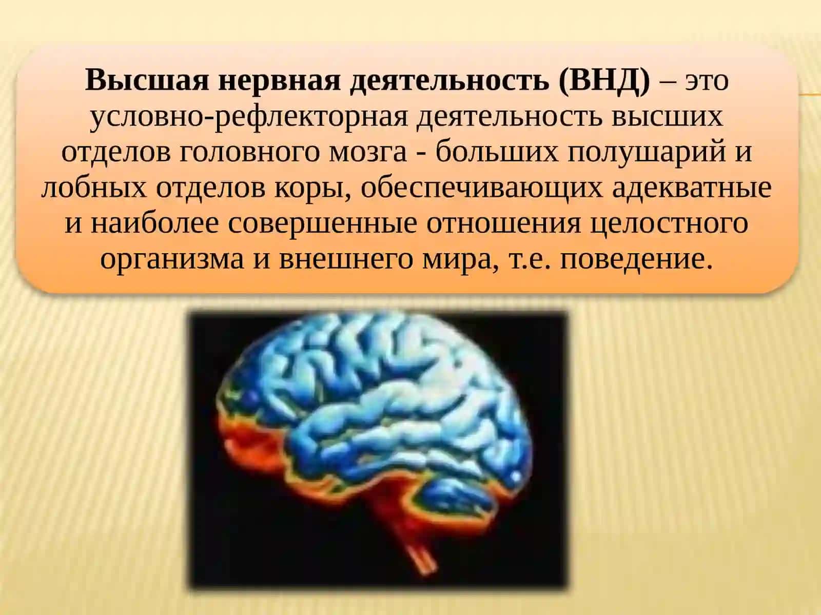 Возрастные особенности и гигиена высшей нервной деятельности 3