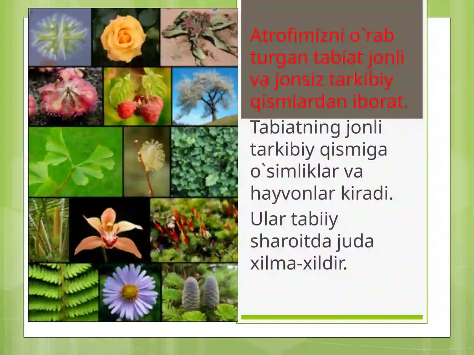 O`simliklar va hayvonot olami 3