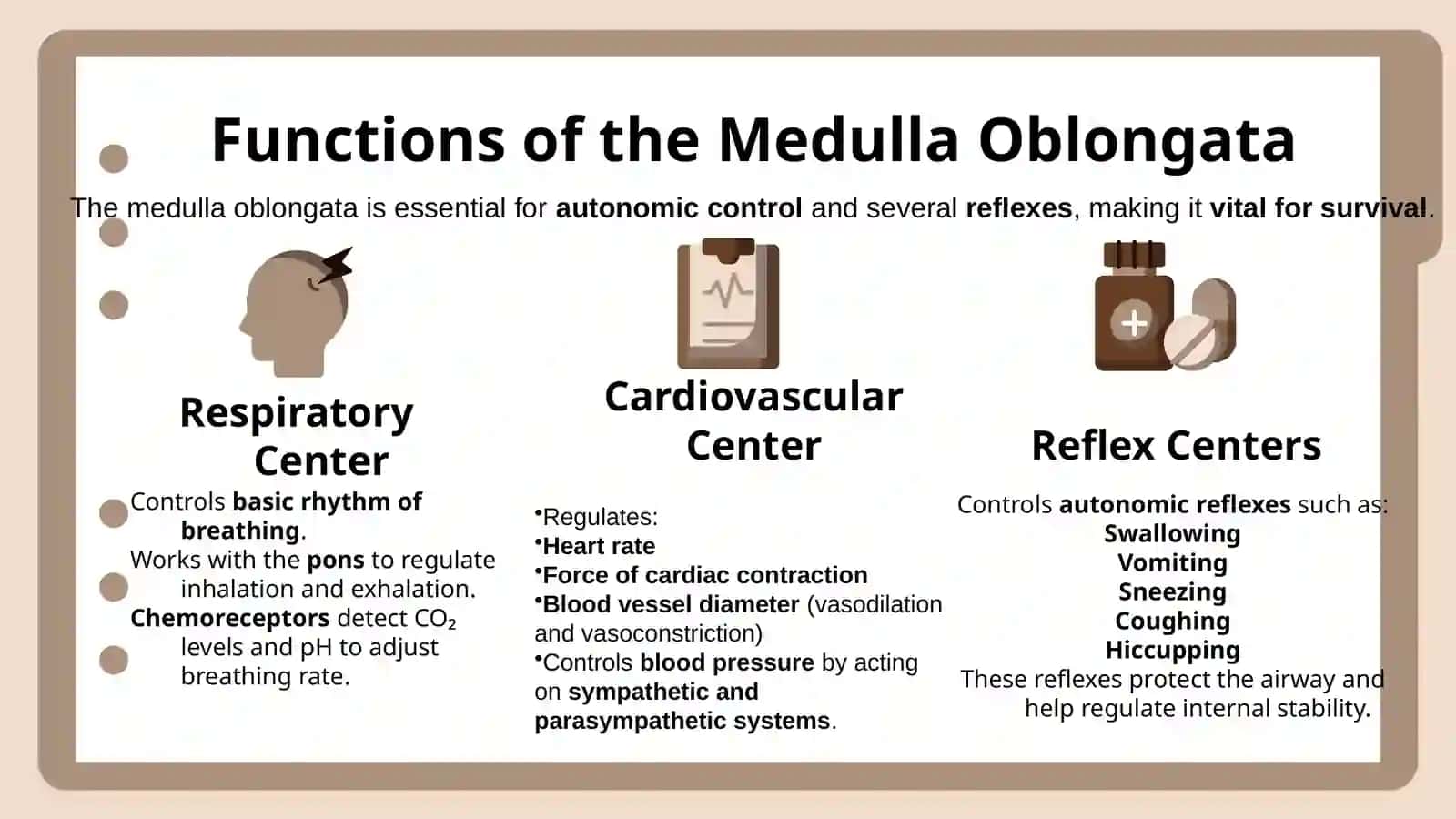 Medulla Oblongata 3