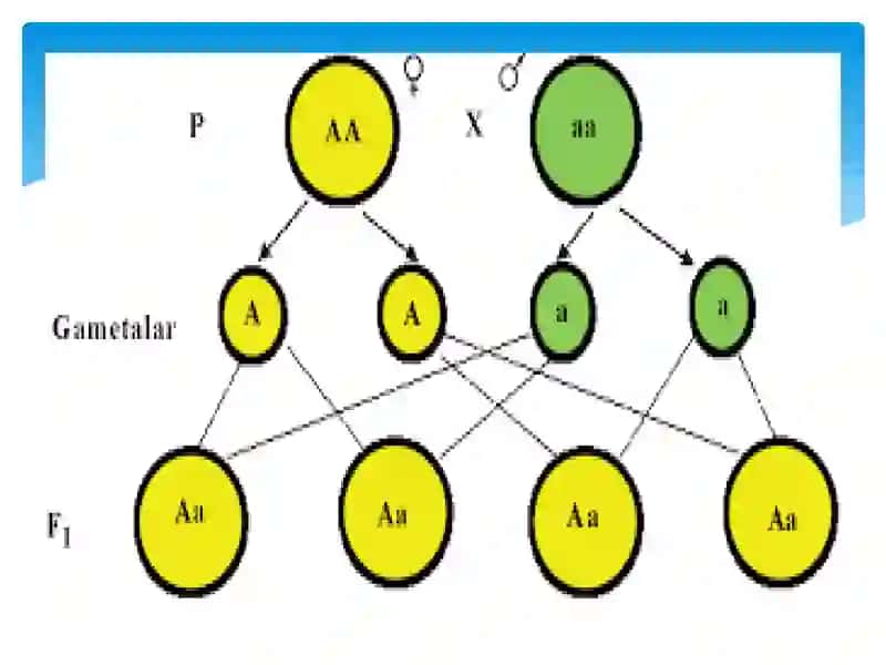 Mendelning I, II,III qonunlari 3