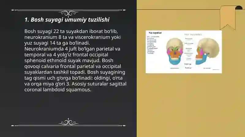 Bosh suyagi umumiy malumot 3
