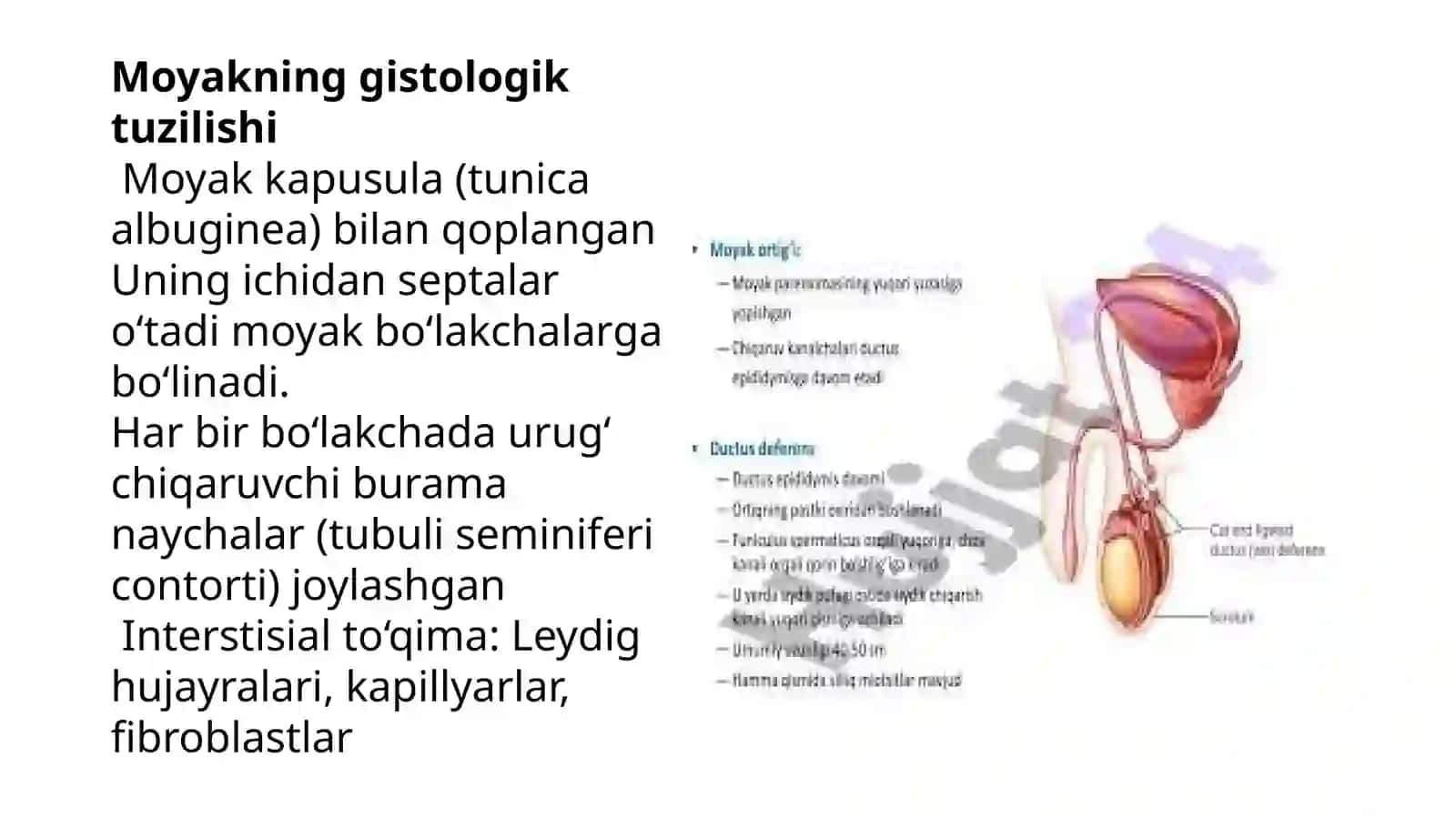 Gistalogiyafani jinsiy tayyorlash 3