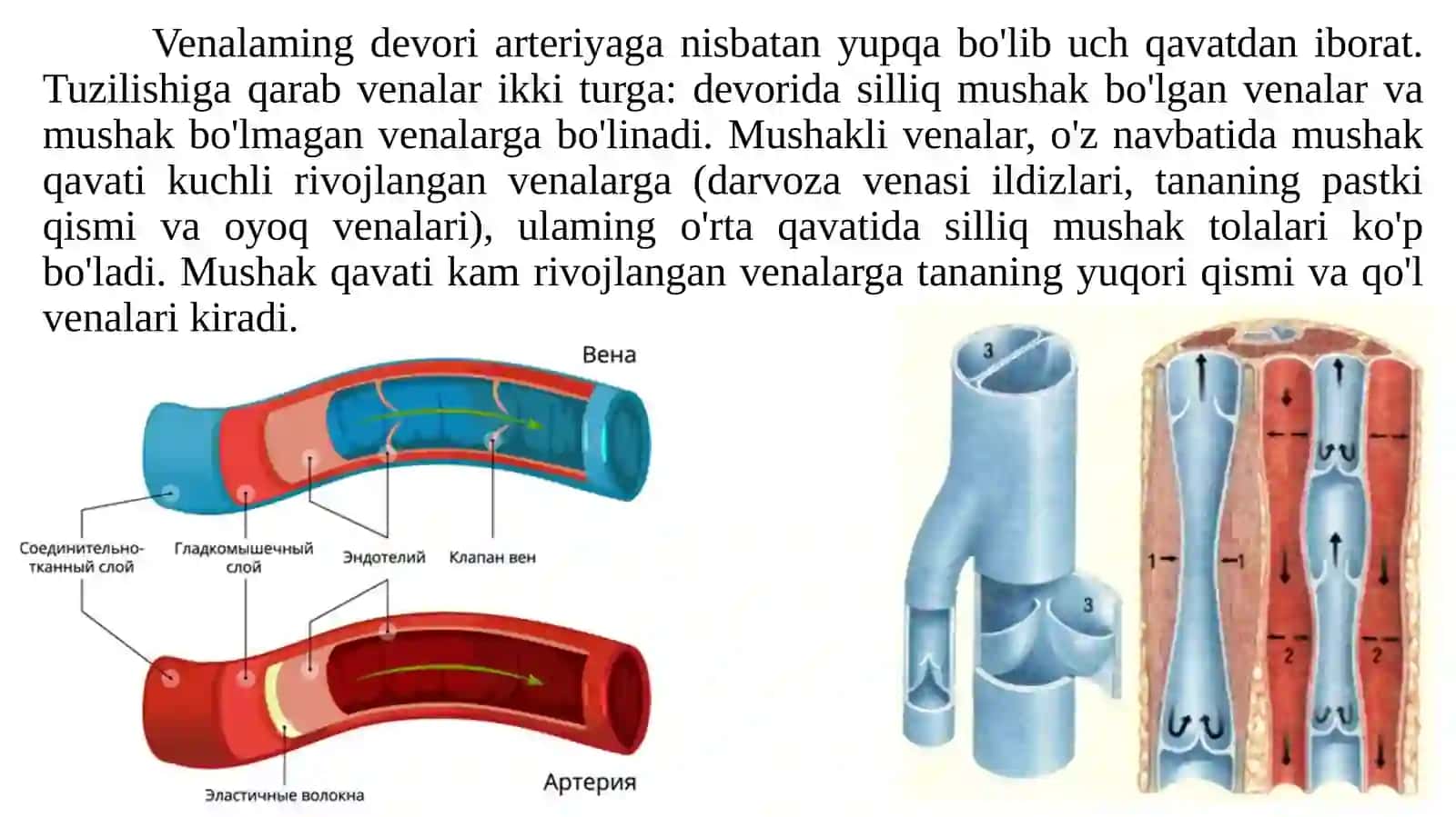 Venatizimining funksional vayoshli anatomi yasi 3
