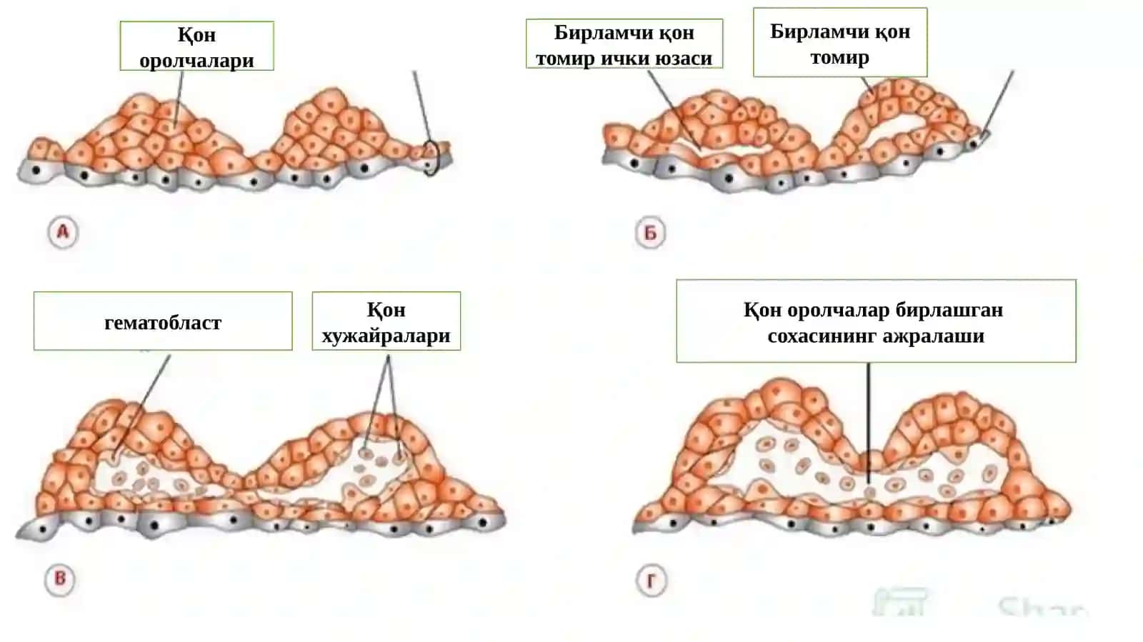Юракқон томир ва иммун химоя тизими 3