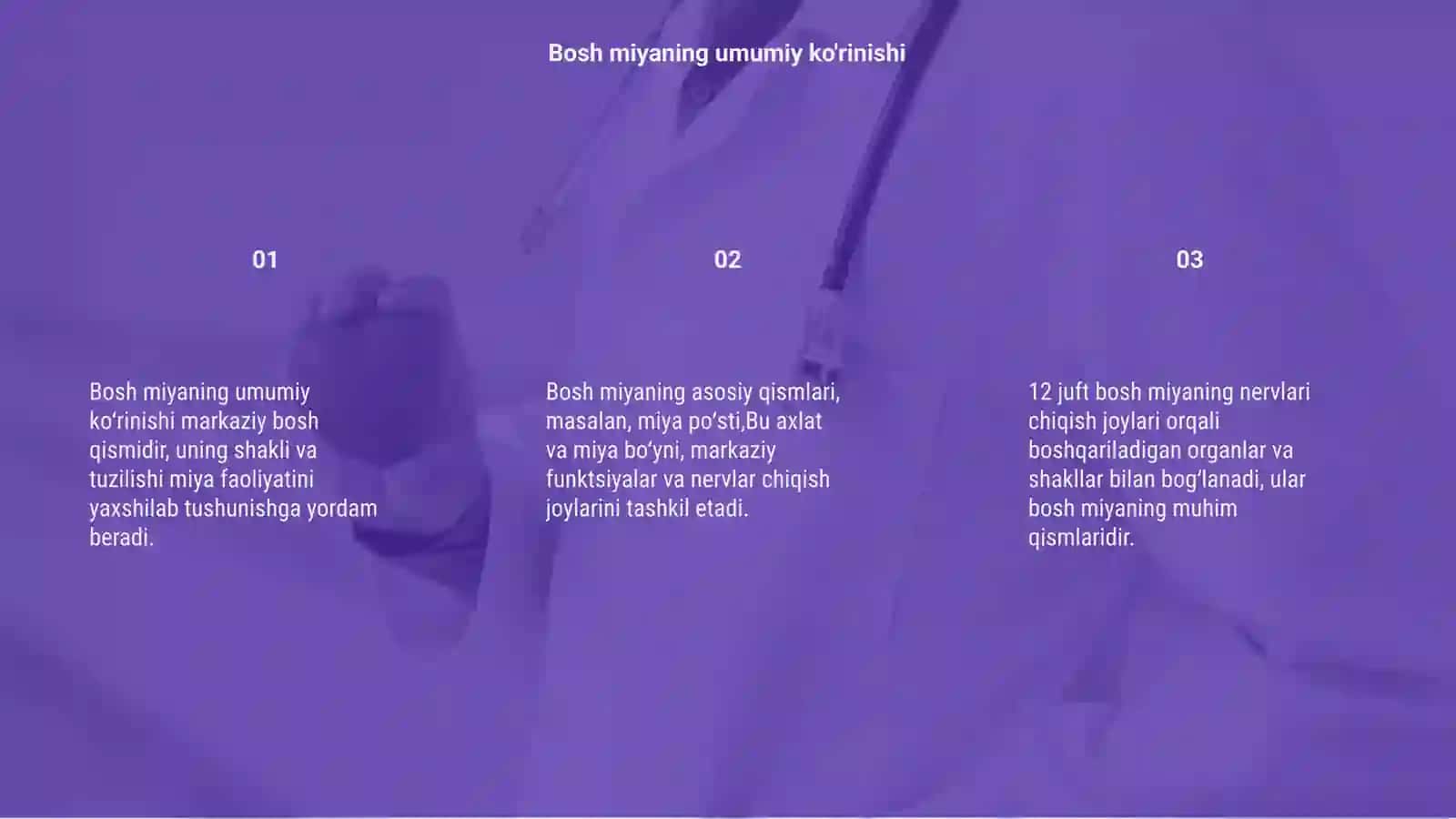 Bosh miyan [Bosh miyaning umumiy ko'rinishi] 3