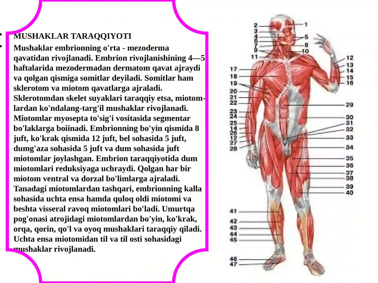 SILLIQ VA KO’NDALANG MUSKULLAR 3