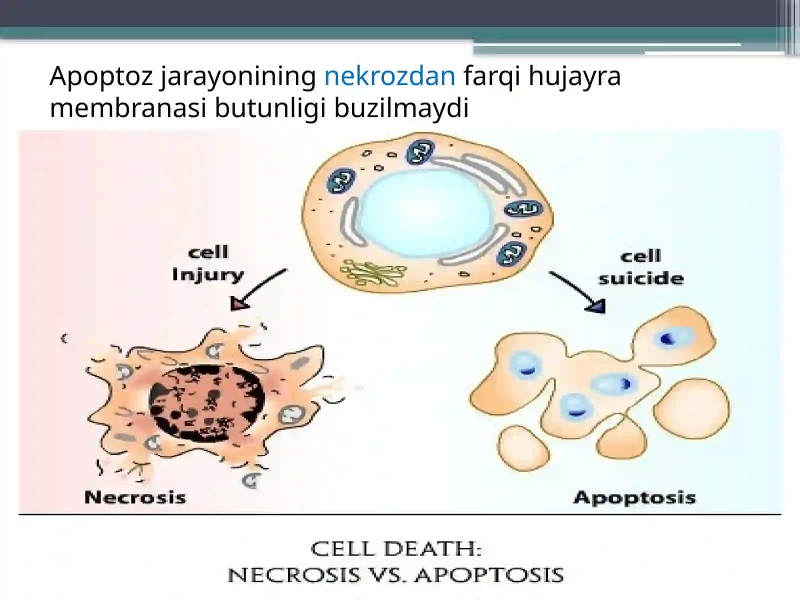 Apoptoz mexanizmlari 3