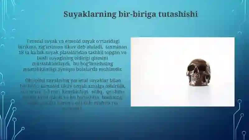 Kalla suyaklari (umumiy tushuncha) 3