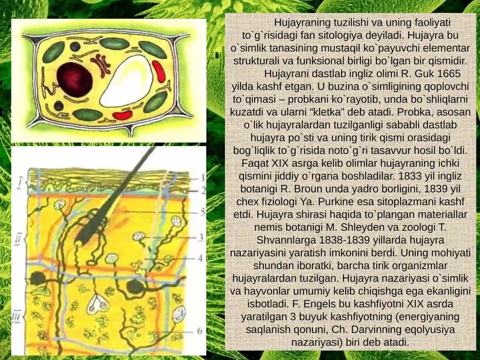 O’simlik hujayrasining tuzilishi va funksiyalari 3