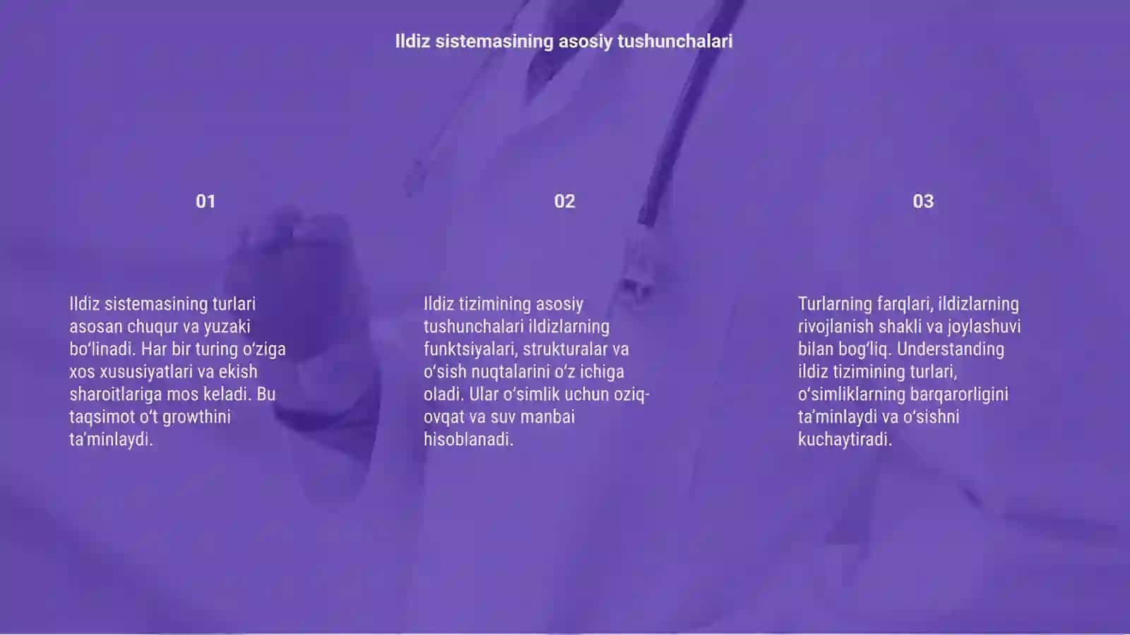 Ildiz sistemasining tiplari 3