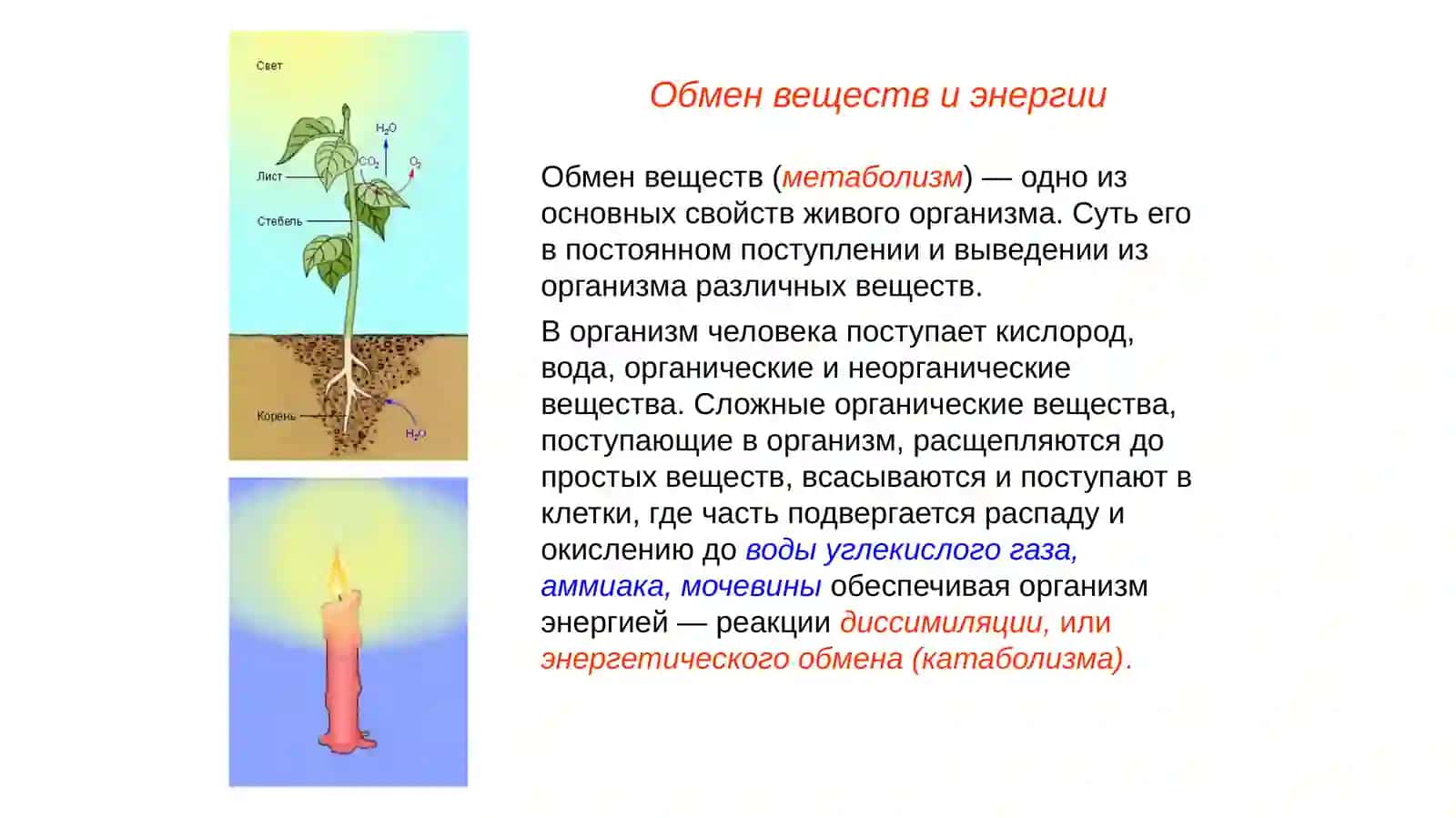 Обмен веществ. Витамины(лекция) 3