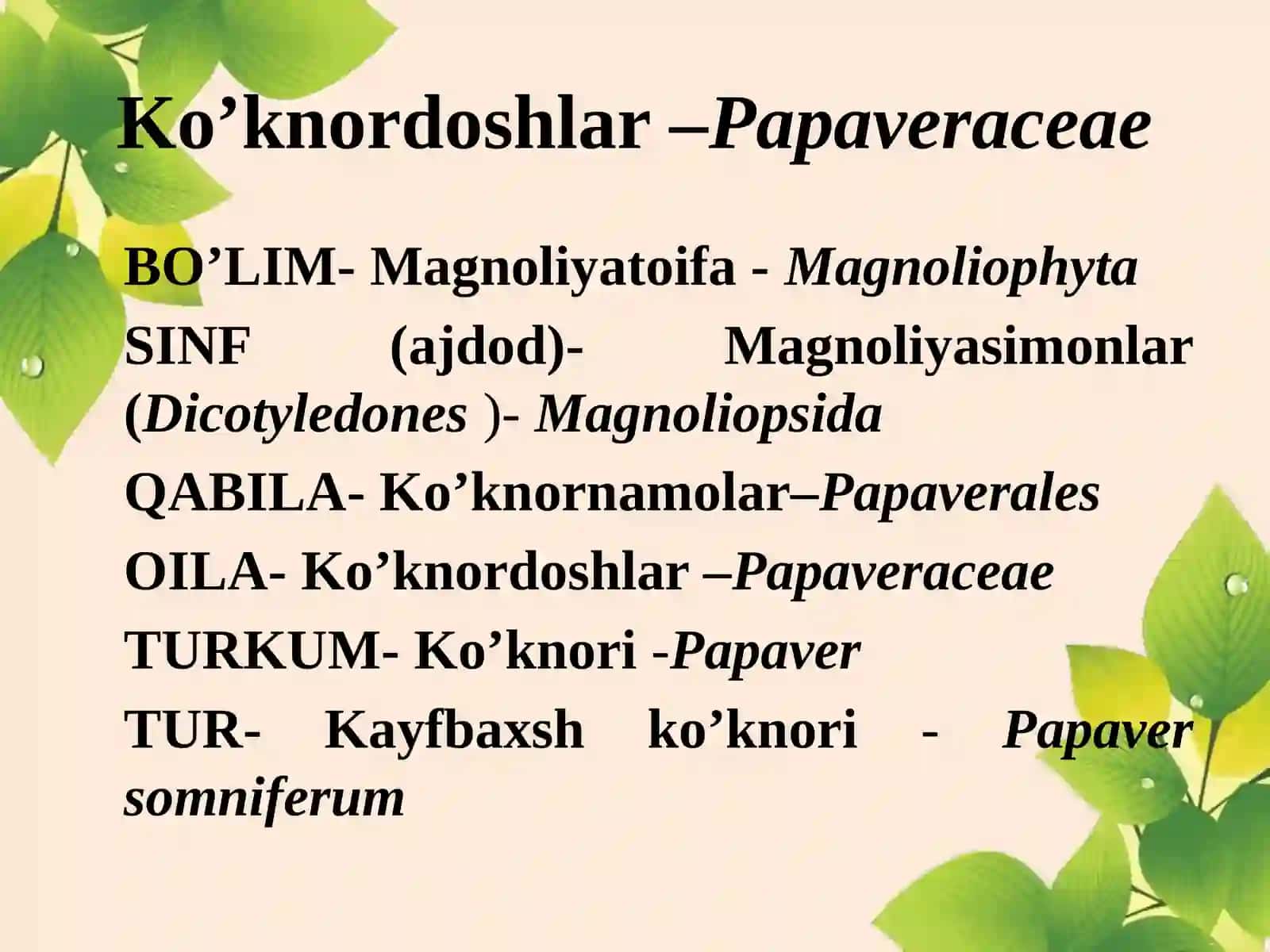 Ko’knornamolar-Papaverales 3