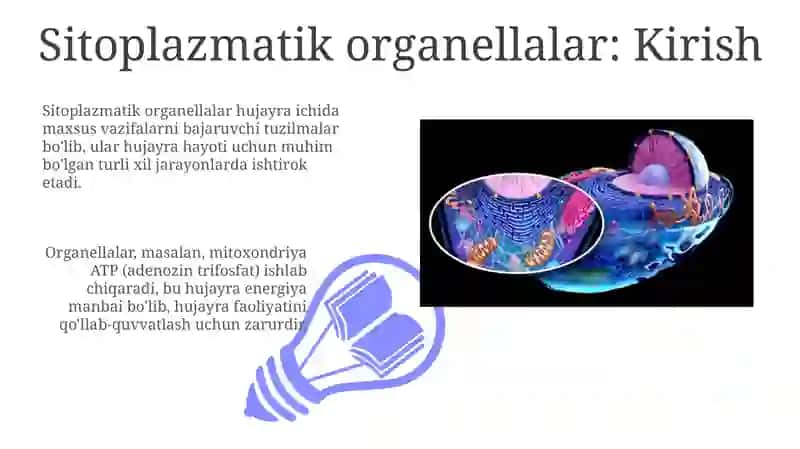 Sitoplazmatik organellalar: Lizosomalar va sentrosomalar 3