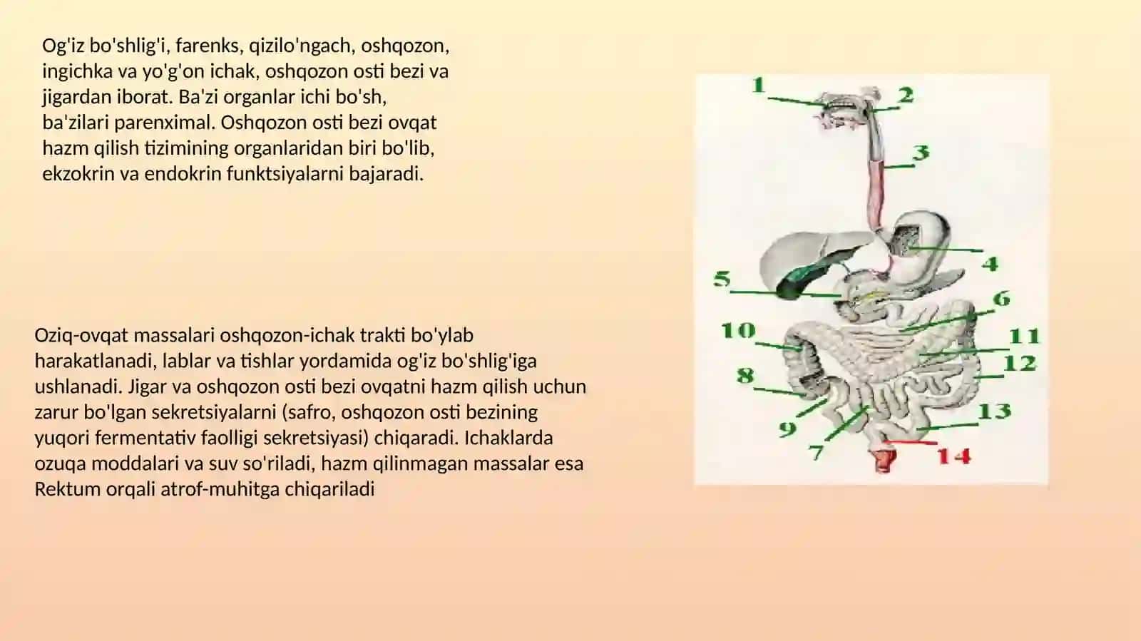 Ovqathazm qilish tizimi 3