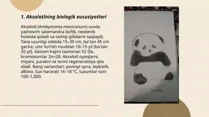 Aksolotl biologik xususiyatlari 3
