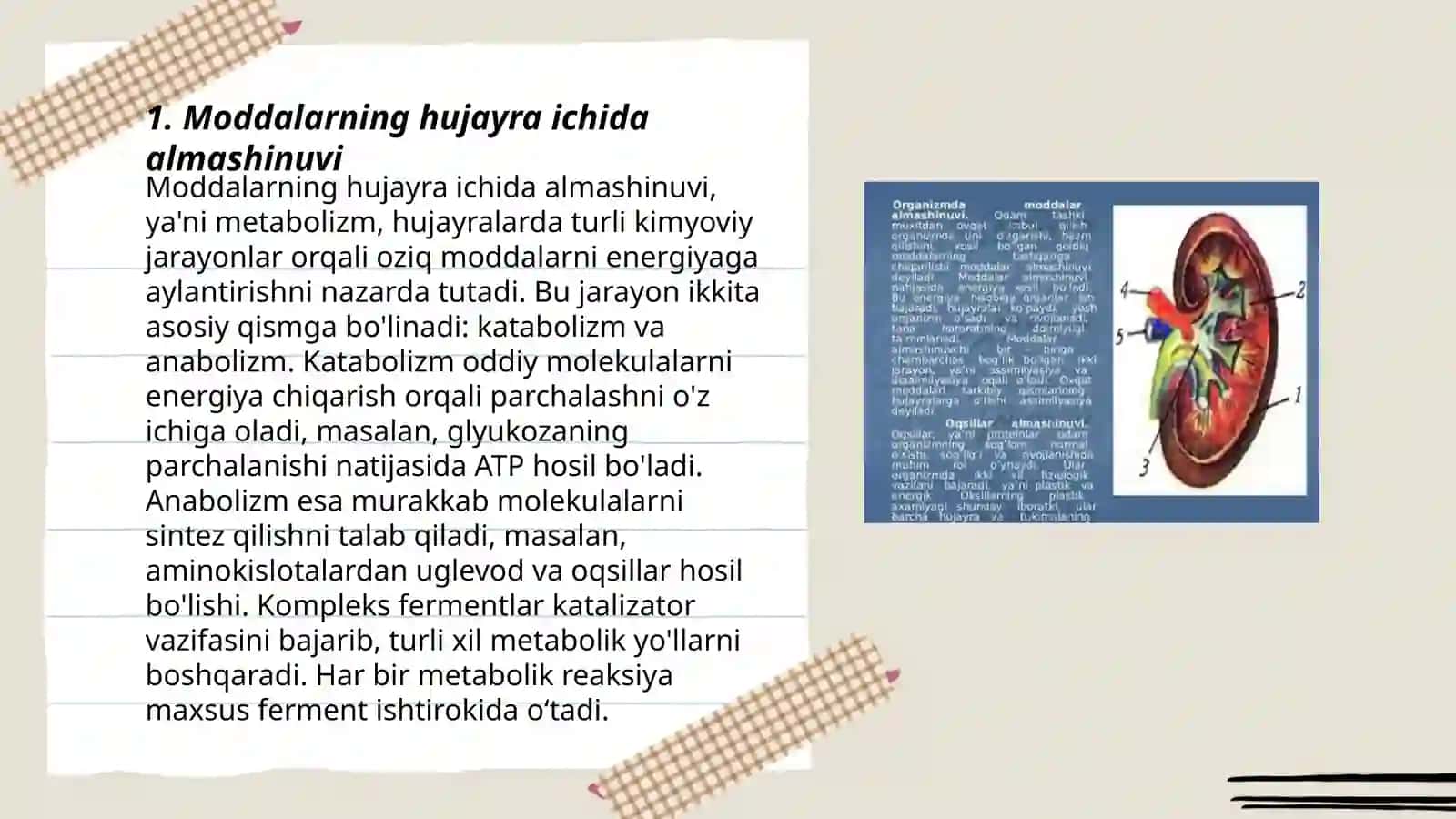 Organizmda modda va energiya almashinuvi 3
