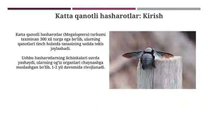Katta qanotli hasharotlar 3