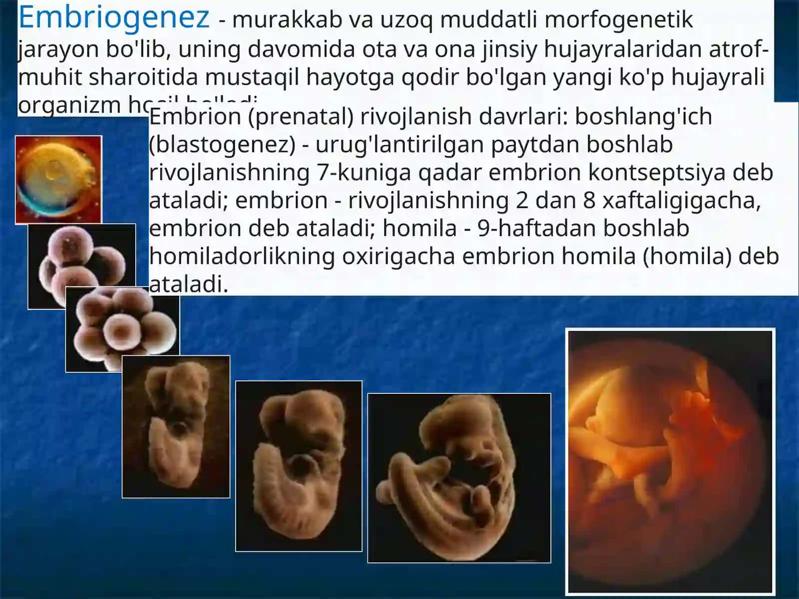 Odam embriologiyasi 3