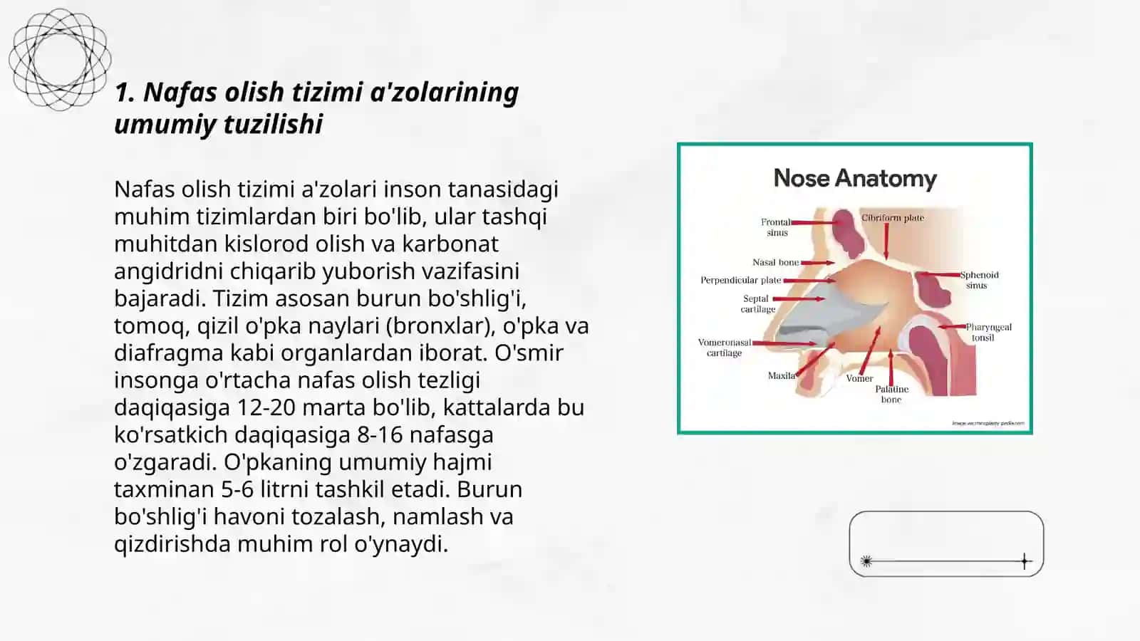 Nafas olish tizimi a'zolarining qiyosiy gistologik tavsifi 3