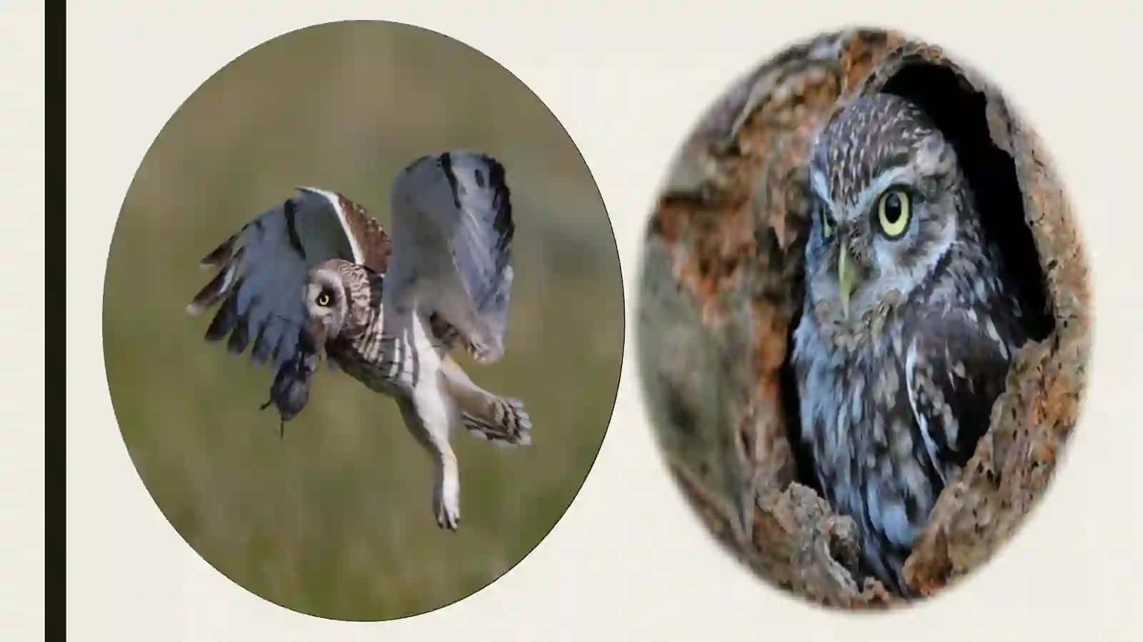 Boyo‘g’li yoki Boyqush-Athene noctua 3
