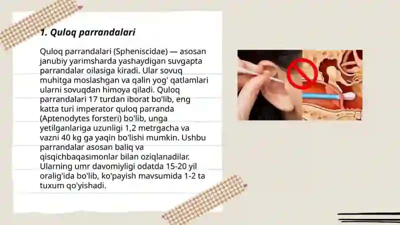 Quloq parrandalari 3