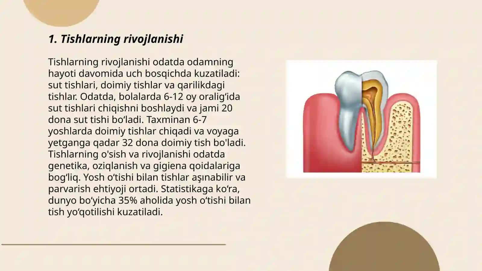 Tishlarning fiziologiyasi 3