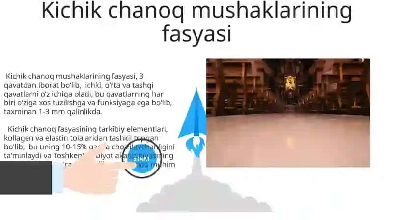 Chanoq Soxasidagi Fasialarning Umumiy Tavifi 3