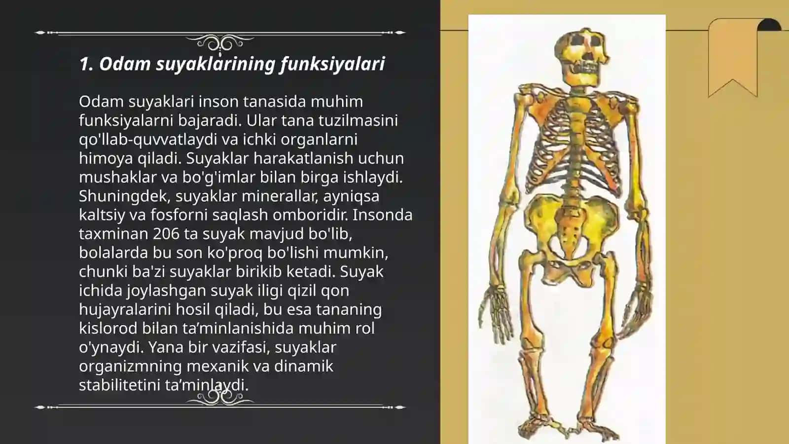 Odam suyaklarini oʼrganish 3
