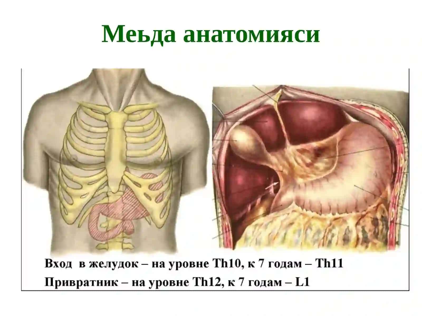 Meda va yara kasalligi (to'liq) 3
