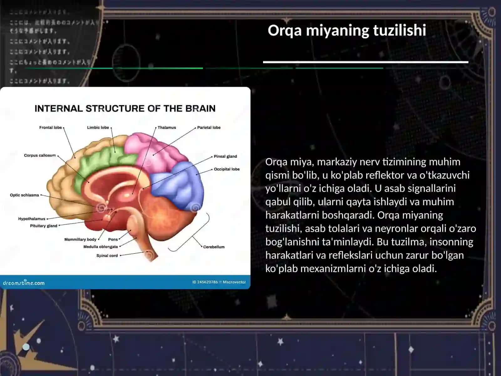 Orqa miyaning reflektor va o'tkazuvchi yo'l faoliyati, tekshirish usullari 3
