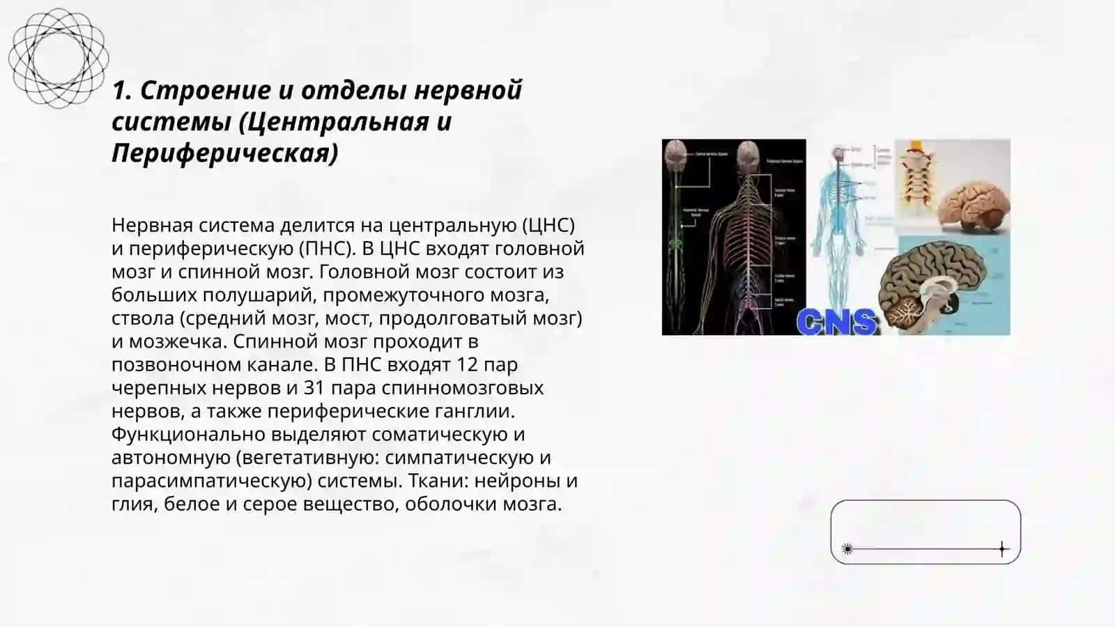 Нервная система человека 3