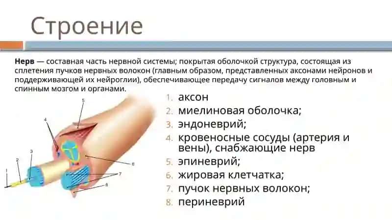 ГОЛОВНОЙ И СПИННОЙ МОЗГ 3