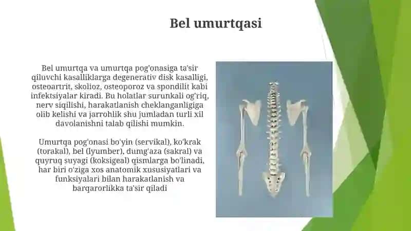 Bel umurtqasi 3