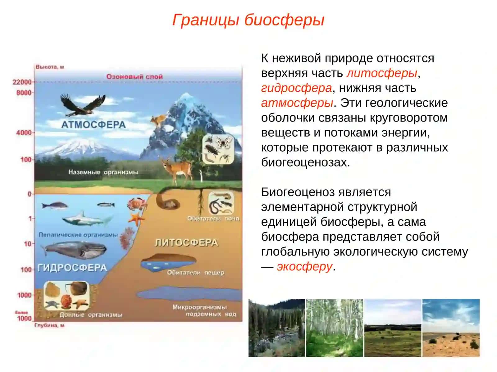 Биосфера состав и значение биосферы 3