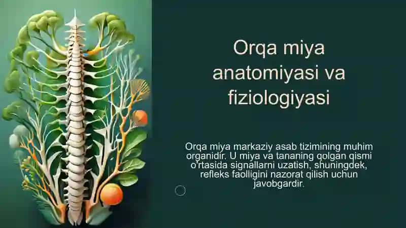 Orqa miya anatomo-fiziologik xususiyatlari 3