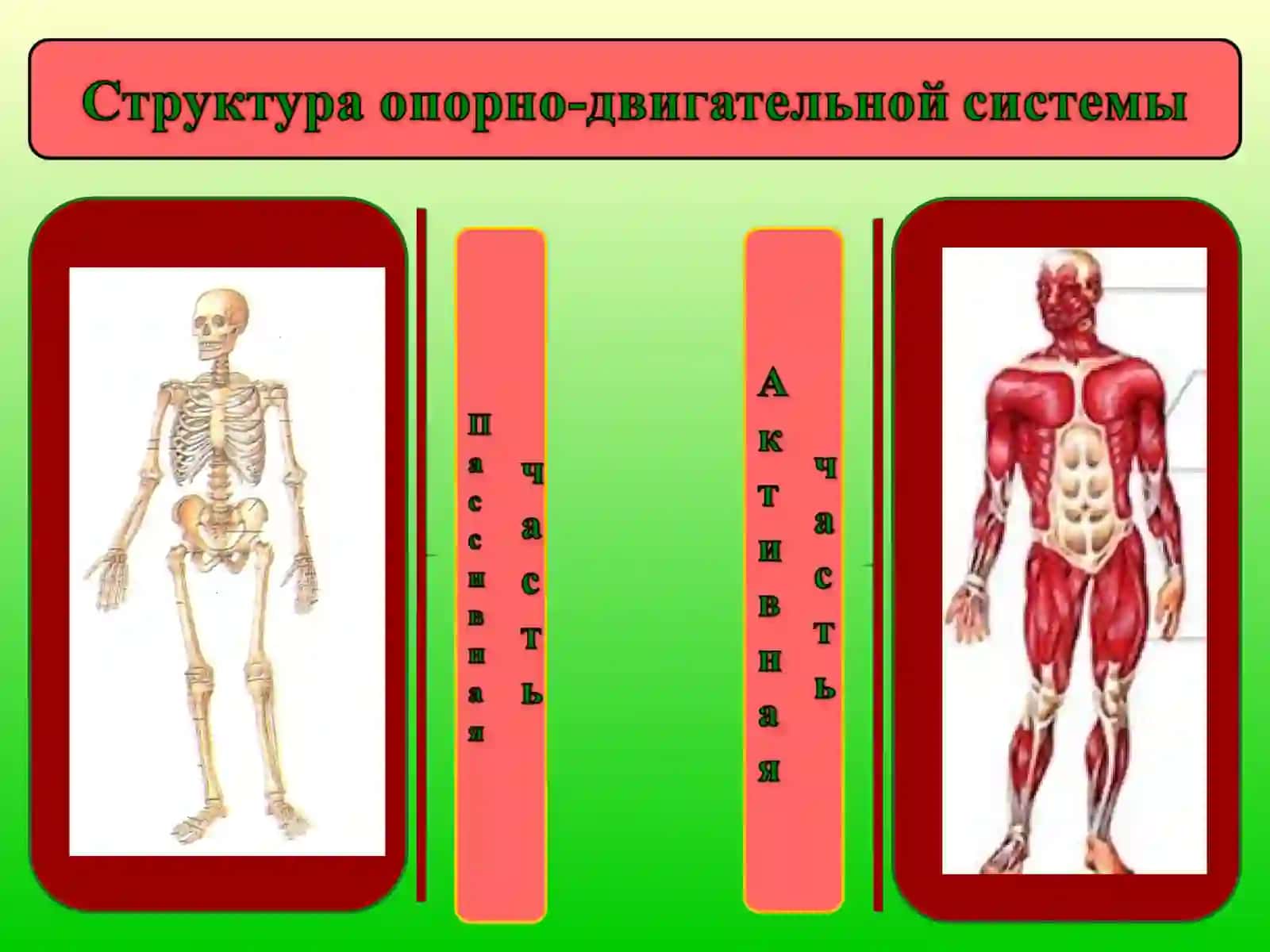 Двигательная 3