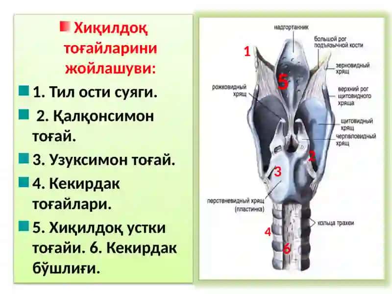 ХИҚИЛДОҚНИКЛИНИК АНАТОМИЯСИ.ХИҚИЛДОҚНИЎТКИР ВА СУРУНКАЛИ КАСАЛЛИКЛАРИ 3