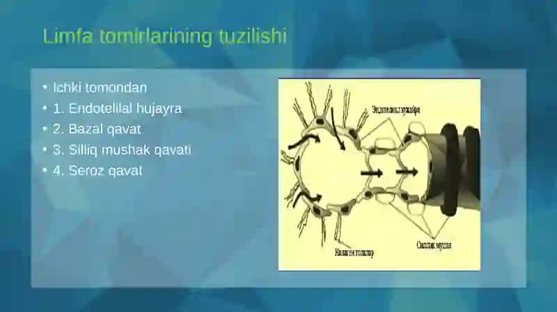 Limfaning hosil bo'lishi tarkibi va immun sistemadagi vazifalari 3