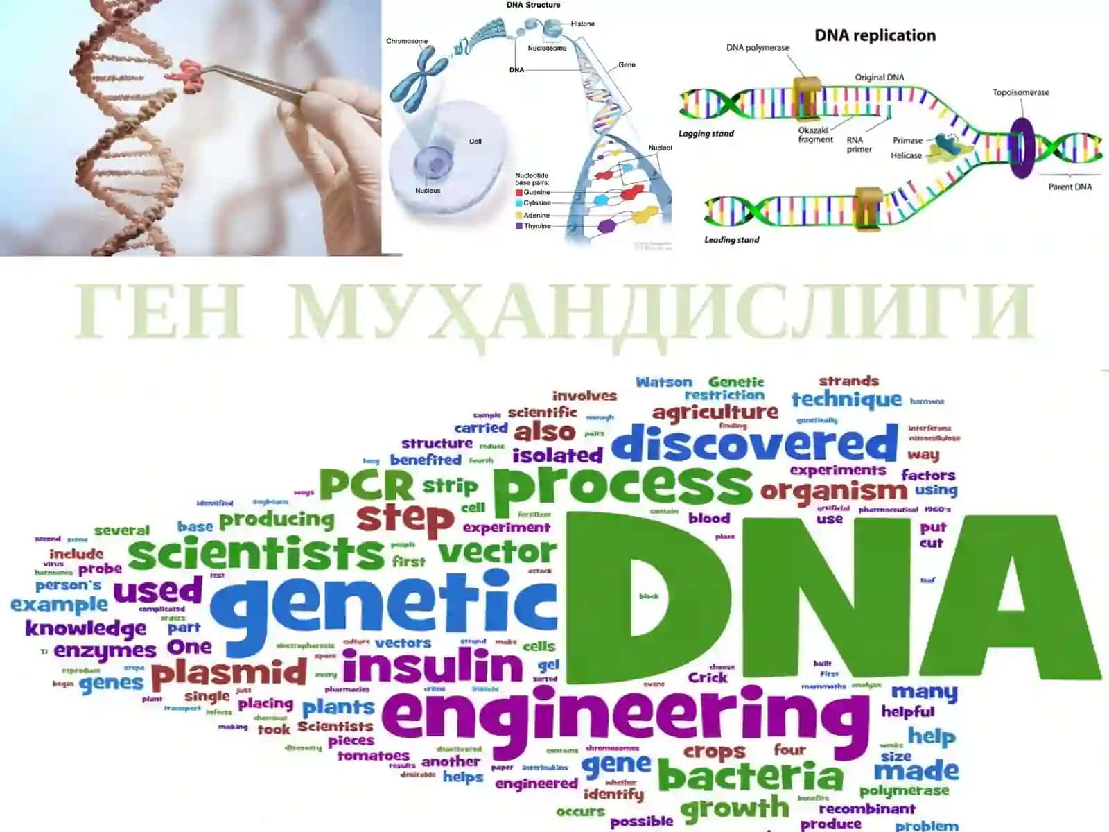 ЎСИМЛИШУНОСЛИКДА ГЕН МУҲАНДИСЛИГИ 3