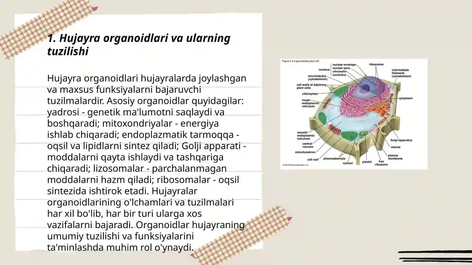 Hujayra organoidlari 3