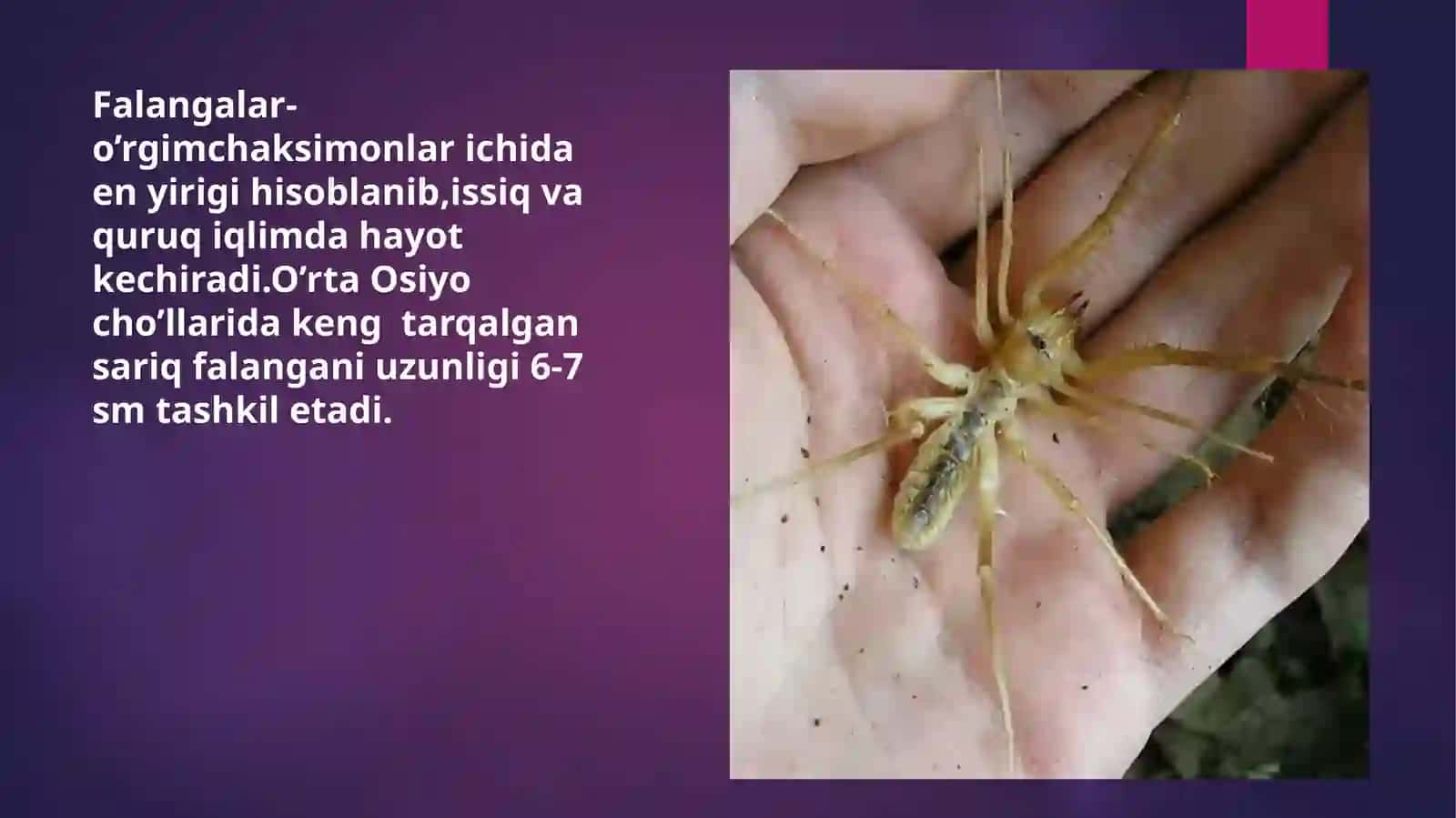 O’rgimcaksimonlarning Xilma-xilligi 3