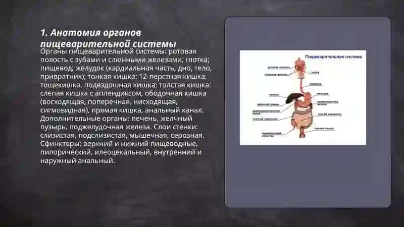 Пишеварителная система 3