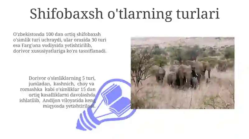 Dorivor o'simliklarning 5 turi 3