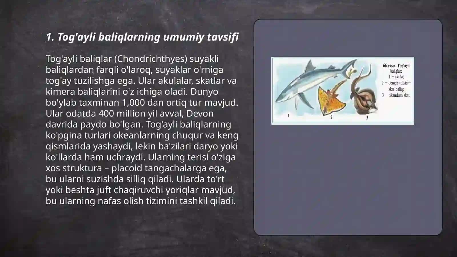 Tog'ayli baliqlar (Osteichithes) sinfi 3