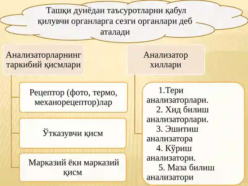 Analizatorlarning yoshxususiyatlari 3