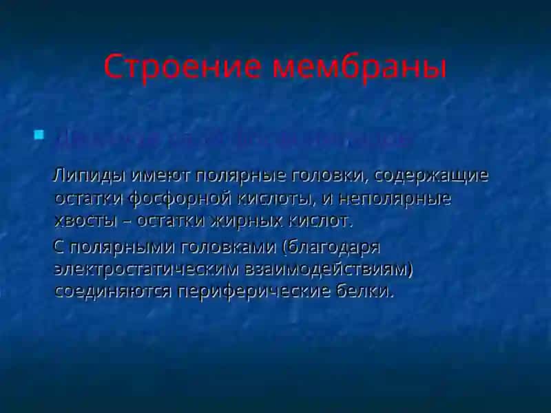 Плазматическая мембрана 3