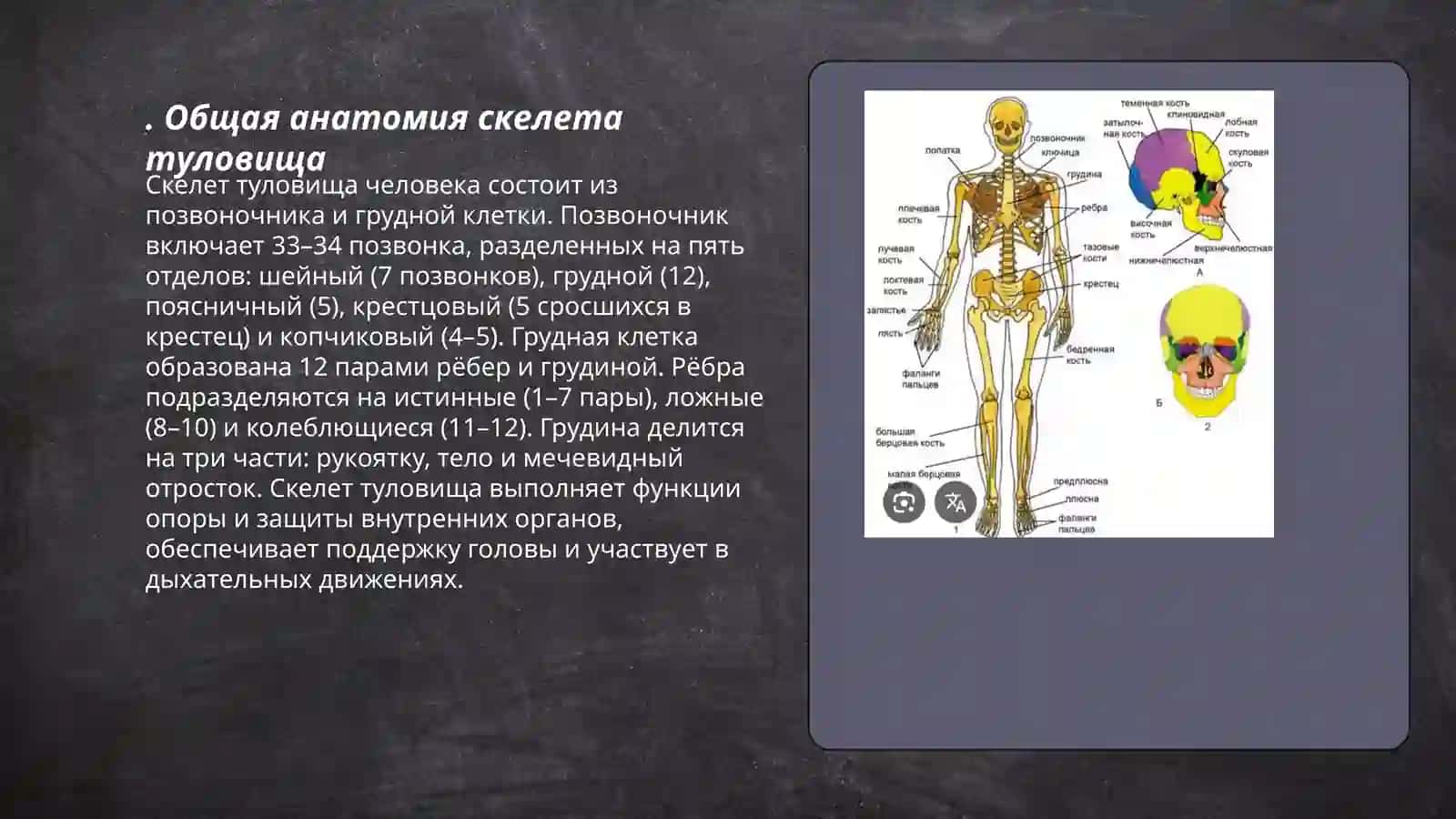 Скелет туловиша 3