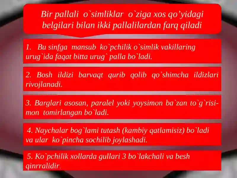Birpallalilarsinfi 3